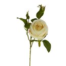 Rose Bauerngarten, weiß